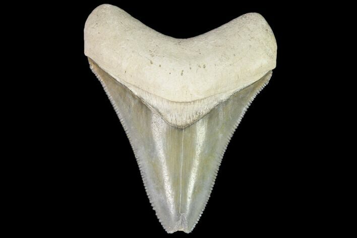 Serrated, Fossil Megalodon Tooth - Florida #110459